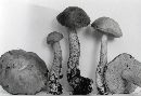 Leccinum subleucophaeum image