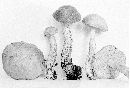 Leccinum subleucophaeum image