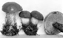 Leccinum subtestaceum image