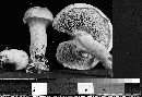 Pulveroboletus ravenelii image