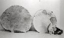 Pulveroboletus ravenelii image
