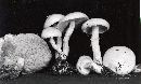 Suillus acidus image