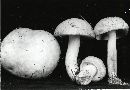 Suillus albidipes image