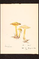 Suillus americanus image