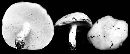 Suillus brevipes image