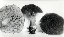 Suillus cavipes image