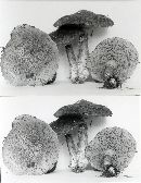 Suillus cavipes image