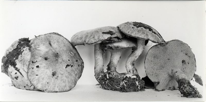 Suillus hirtellus var. hirtellus image