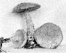 Suillus intermedius image