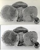 Suillus pictus image