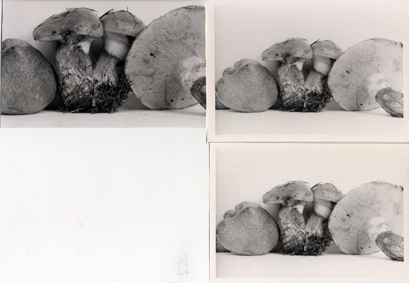 Suillus proximus image