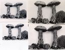 Suillus punctipes image