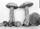 Suillus punctipes image