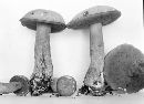 Image of Boletus punctipes