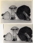 Suillus tomentosus image
