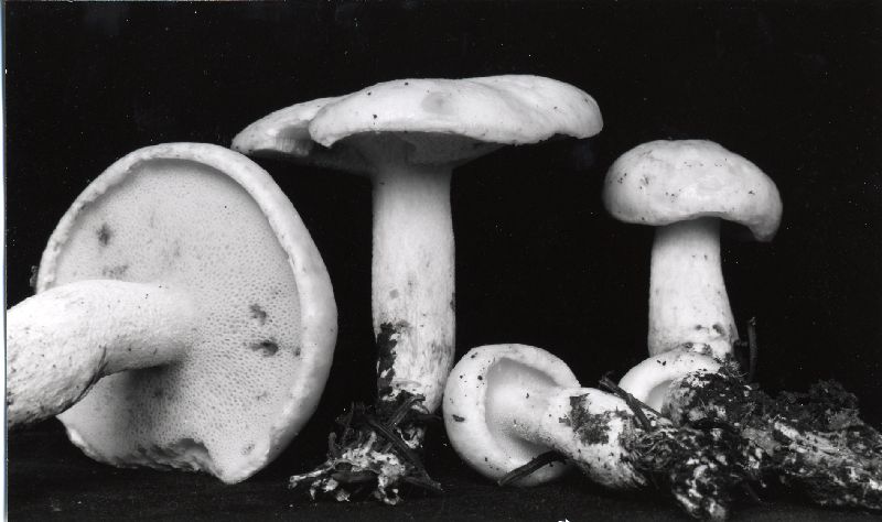 Suillus unicolor image