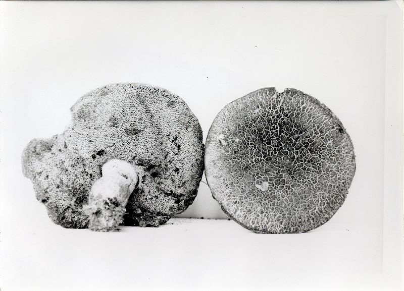 Tylopilus cyaneotinctus image