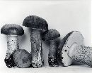 Tylopilus felleus image