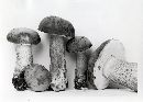 Tylopilus felleus image