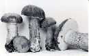 Tylopilus felleus image