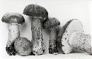 Tylopilus felleus image