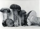 Tylopilus felleus image