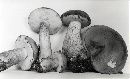 Tylopilus felleus image