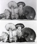 Tylopilus felleus image