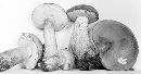 Tylopilus felleus image