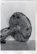 Tylopilus felleus image