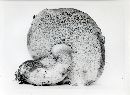Tylopilus felleus image