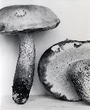 Tylopilus felleus image