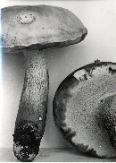 Tylopilus felleus image