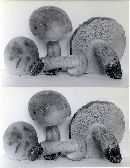 Tylopilus felleus image