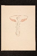 Tylopilus felleus image