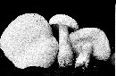 Tylopilus intermedius image