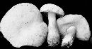 Tylopilus intermedius image