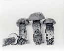 Tylopilus plumbeoviolaceus image