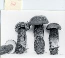 Tylopilus plumbeoviolaceus image