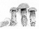 Tylopilus plumbeoviolaceus image