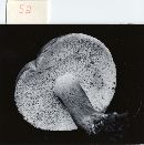 Tylopilus plumbeoviolaceus image