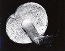 Tylopilus plumbeoviolaceus image