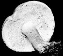 Tylopilus plumbeoviolaceus image