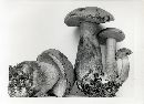 Tylopilus rubrobrunneus image