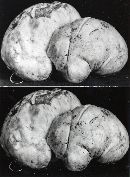 Tylopilus rubrobrunneus image