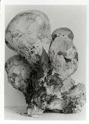 Tylopilus rubrobrunneus image