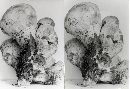 Tylopilus rubrobrunneus image