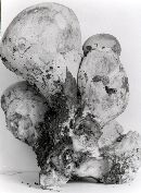 Tylopilus rubrobrunneus image