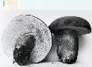 Tylopilus rubrobrunneus image