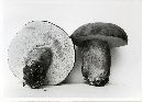 Tylopilus rubrobrunneus image